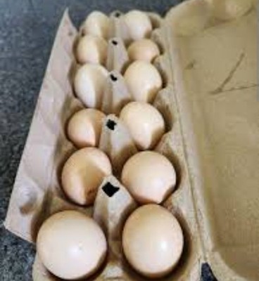 12 Silkie Hatching Eggs From Show Quality Hens And Roosters