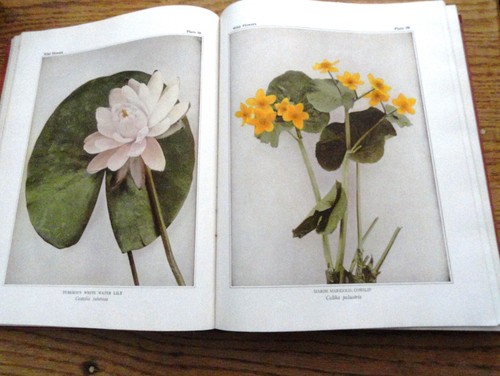 Wild Flowers By Homer D. House Fifth Printing, September, 1942 HC - Bild 2 von 7