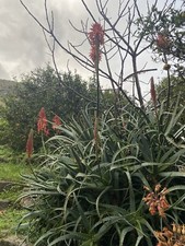 Pianta aloe Arborescens Di 7+ANNI CON FIORE. PIANTA MATURA. SENZA VASO.