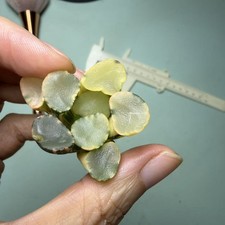 Wyprzedaż Rzadka roślina Kaktusy Haworthia truncata Różnorodny WYSIWYG Ogród