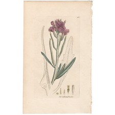 Antiguo 1798 Sowerby Inglés Botánica Grabado Coloreado a Mano 462 Sea Stock