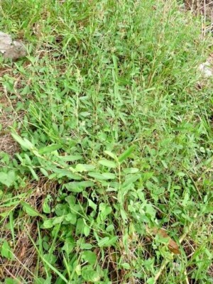 Dried Alysicarpus vaginalis Alyce Clover Whole plant Jamaican Herbal Tea Medina