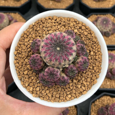 6CM 1PCS Cactus Live Plants Rebutia Rauschii Zecher Beautiful Rare Garden Cactus