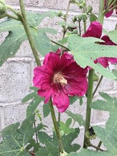 50 graines de roses trémières FUSCHIA BIO