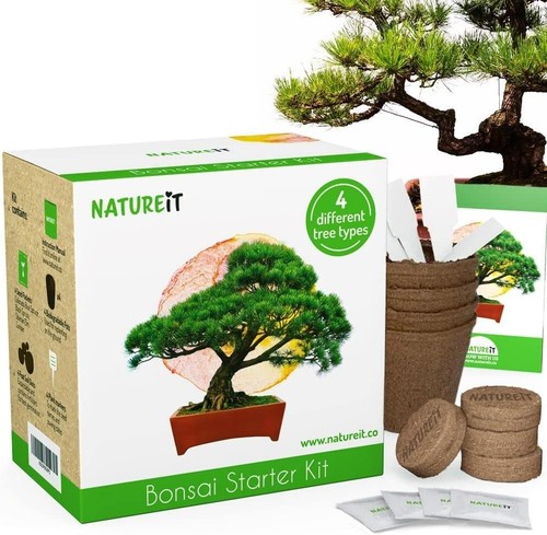 DIY Indoor Bonsai Starter Kit with Seeds – Grow 4 Unique Trees Effortlessly - Picture 3 of 10