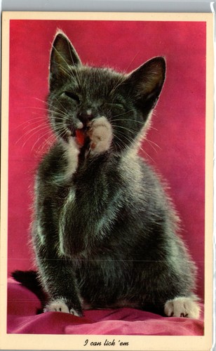 Cat - I can lick 'em - Kitten licking paws - Vintage Postcard TT1 - Picture 1 of 2
