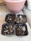 RARE Andromischus Calico Hearts Cutting Succulent Plant — photo 3