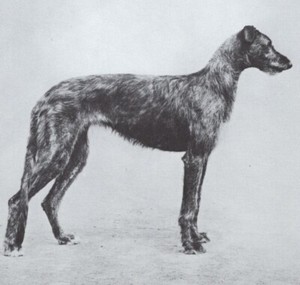 * Scottish Deerhound - CUSTOM MATTED - Dog Art "Photo Print" - 1964