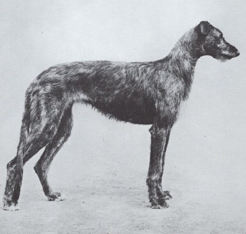 * Scottish Deerhound - CUSTOM MATTED - Dog Art "Photo Print" - 1964