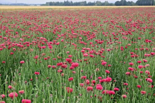500+RED CORNFLOWER Seeds Bachelor Button Cut Dried Flowers Garden Container Easy - Picture 4 of 11