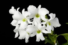 BEAUTIFUL RARE DENDROBIUM SANDERAE WHITE FLOWERS ORCHID SPECIES BLOOMING SIZE