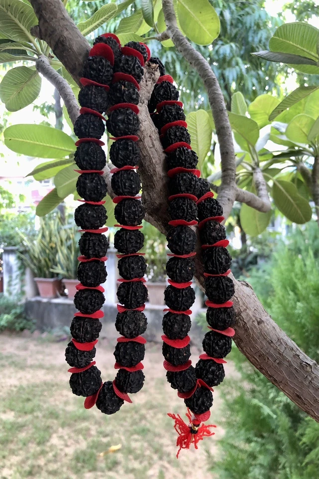 LAB CERTIFIED 5 Mukhi RUDRAKSHA Rudraksh Mala ROSARY 54+1 Big Beads BLACK DYED - Image 4 of 4