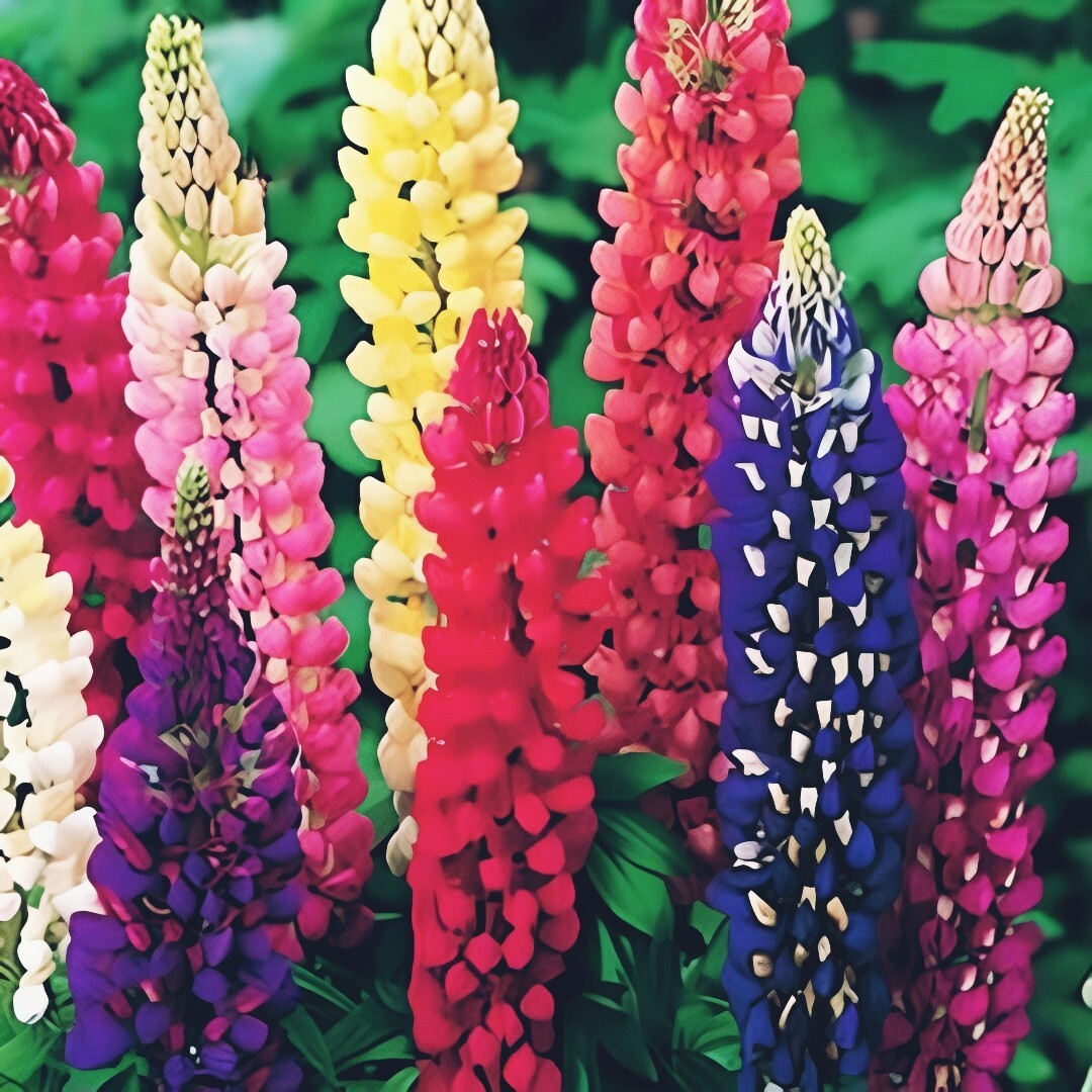 Russell Lupine Seeds, Mixed Colors, Lupinus polyphyllus, 100 seeds. | eBay