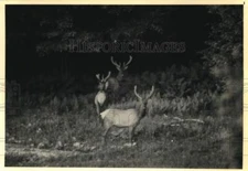 1987 Press Photo Protected elk herds roam Caron County in Pennsylvania