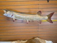 JVBH89 VTG Rough Muskie 39" Fish Taxidermy