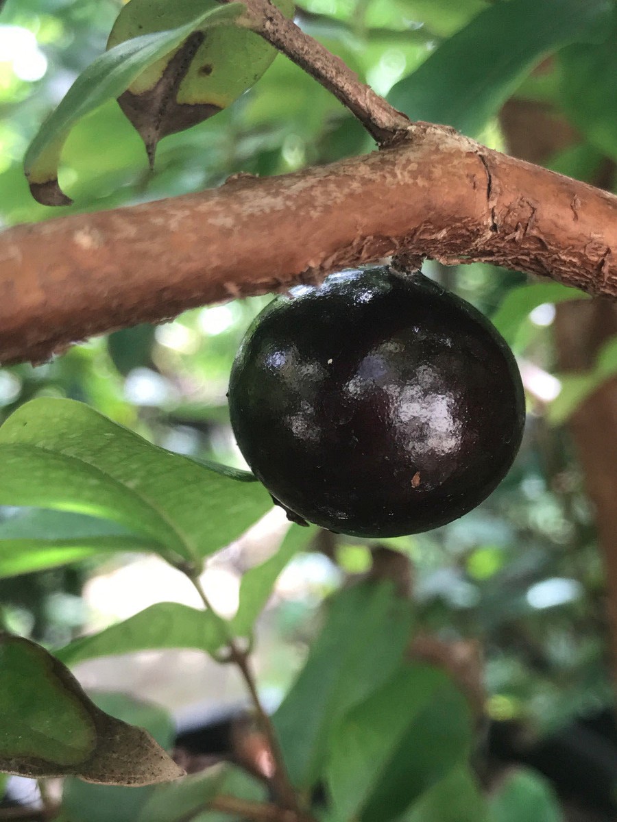 Red Hybrid Jaboticaba Myrciaria Plinia cauliflora x aureana Fruit