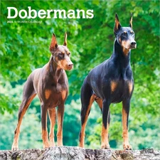 Dobermans | 2026 12x24" (Hanging) Square Wall Calendar | Plastic-Free