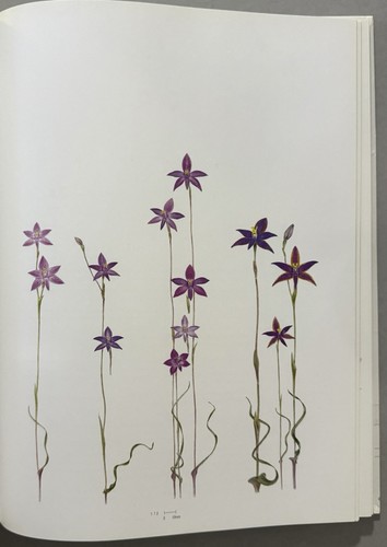 Orchids of Western Australia 2008 HC Andrew Brown, Kingsley Dixon & Steve Hopper - Picture 19 of 23