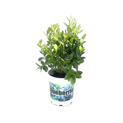 #ad 2.5 Qt Duke Blueberry Plant – Northern Highbush Large Crisp Berries Year Round $21.95