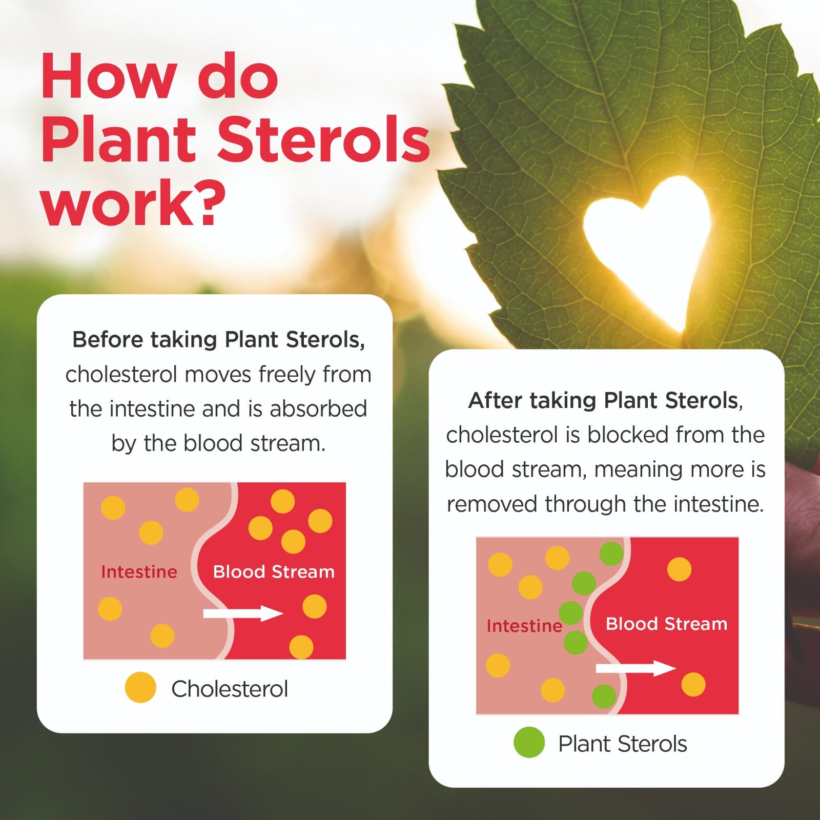 Healthspan Plant Sterols 800mg, 90 Tablets, Maintain & Lower