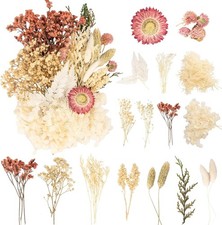 Getrocknete Blumen Wei&szlig; - Getrocknete Blumen f&uuml;r Basteln, Dekoration, Mehrbl&uuml;...