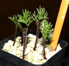 Eriospermum cervicorne Awesome "enations" or antlers