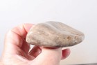 Petoskey Stone Fossil Coral Lapidary  7.5 oz. windowed rough lot P2 — photo 3