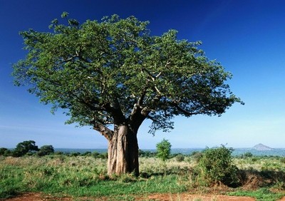 386723 Baobab Tree in Leaf WALL ROOM PRINT POSTER US