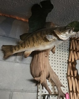 Wall Mount Bass Fish Taxidermy on Driftwood Plaque Wooden Base Wall Decor