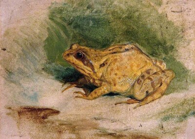 Oil painting Study-of-a-Frog-Sir-Edwin-Landseer-oil-painting Study-of-a-Frog-Sir