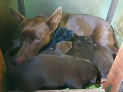 Australian Shepherd Cross Kelpie Puppies Dogs Puppies Gumtree