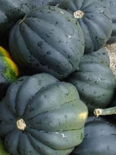 50 Bush Acorn Squash Seeds Table King 82 days