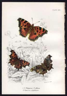 1896 Kirby Antique Color Print The Comma & Large Tortoiseshell Butterfly
