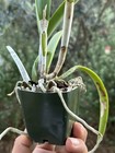 Blc. Laverna’s Gemstones - Brassavola Hybrid - 10686 — photo 9