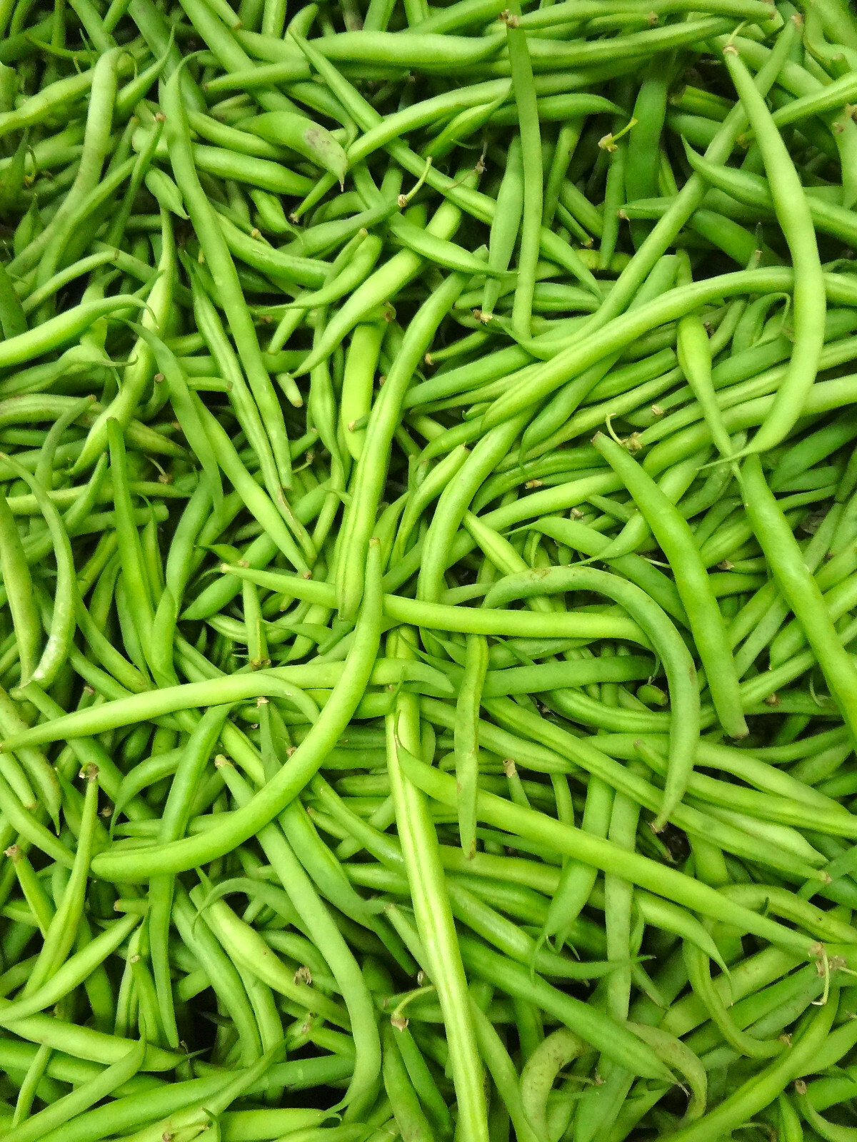 Haricots Vert French Filet Green Bean Seeds Gourmet Masai Fine Sieve