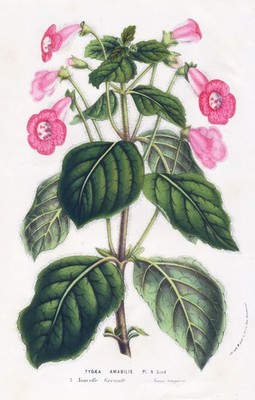 tree gloxinia flowers flowers South America botany botany van Houtte lithograph