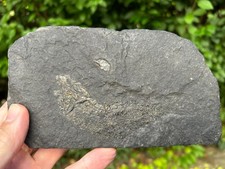 PALAEONISCUS FREISLEBENI Kupferschiefer Mansfeld Perm Kupferhering Fisch Fish