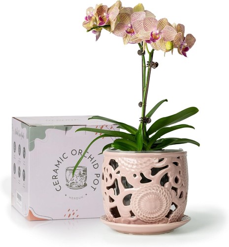 Breathable Ceramic Orchid Pot with Drainage & Saucer - Perfect for Indoor Blooms - Picture 3 of 11