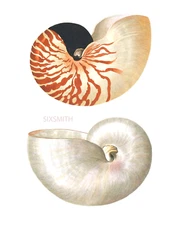 CHAMBERED NAUTILUS Vintage Illustration Fine Art Giclee High Res 8x10 Print