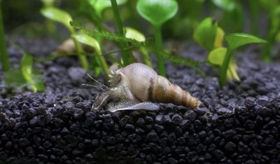 #ad Malaysian Trumpet 🐌 Snails 12 Aquarium Fish Tank SM to LG Size UnSexed Group $18.25