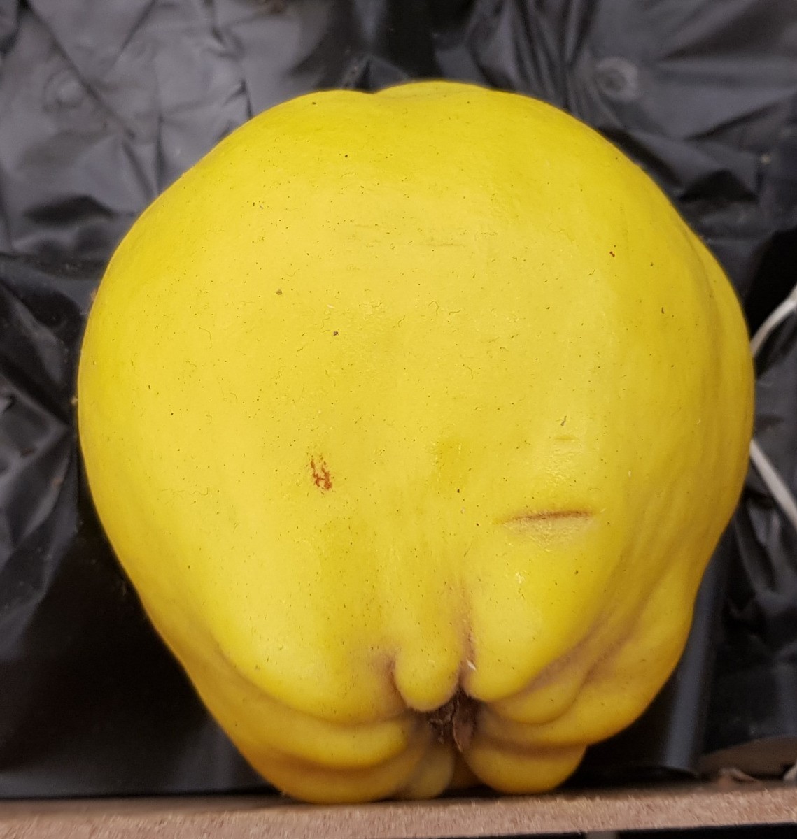 Cognassier d'Angers Cydonia oblonga arbuste fruitier de 10 litres rustique