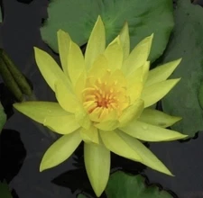 1 Piece Yellow Water Lily Lotus Root  Live Flowering Tuber Nelumbo nucifera