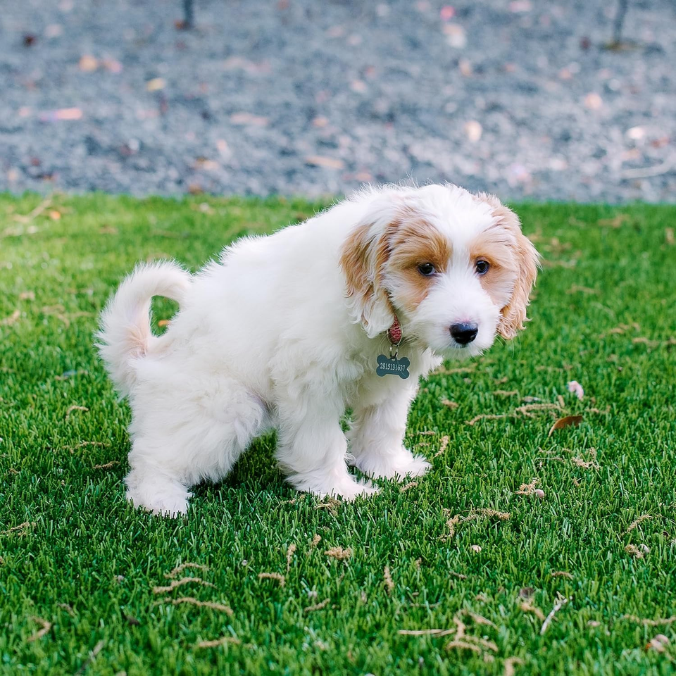 My Pet Peed Pet Stain & Odor Remover (Two Pack 32Oz Spray Bottles