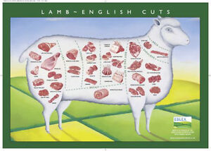 How To Butcher A Lamb Chart