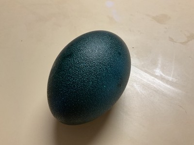 emu egg shell empty clean ready for art