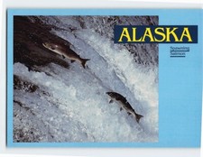 Postcard Spawning Salmon Alaska USA