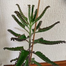10 Kalanchoe Daigremontiana - Mexican Hat plant - Mother of Thousands Plantlets 