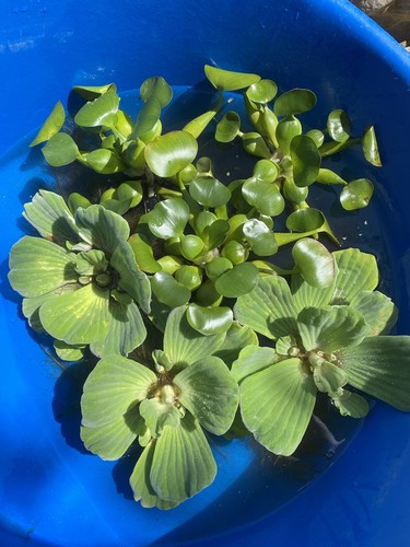 (5) MIX Water Lettuce & Hyacinth Large 5-7” Koi Pond Floating Plant Algae Shade - Picture 3 of 10