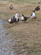 Muscovy Duck  Hatching Eggs 12