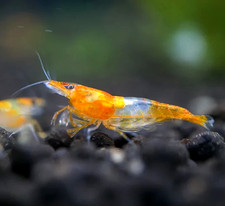 10+1 Live Orange Rili Freshwater Aquarium Shrimp Neocaridina  Easy Care